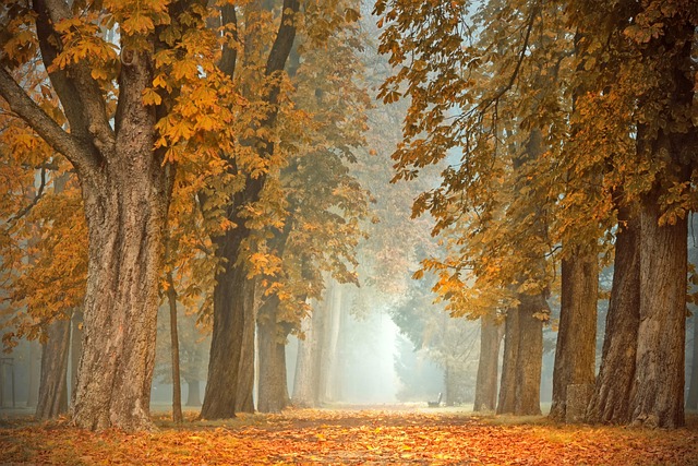 Осенний парк в солнечный день. Стоковое ...