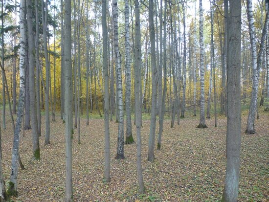 Золотая осень в Иваново ...