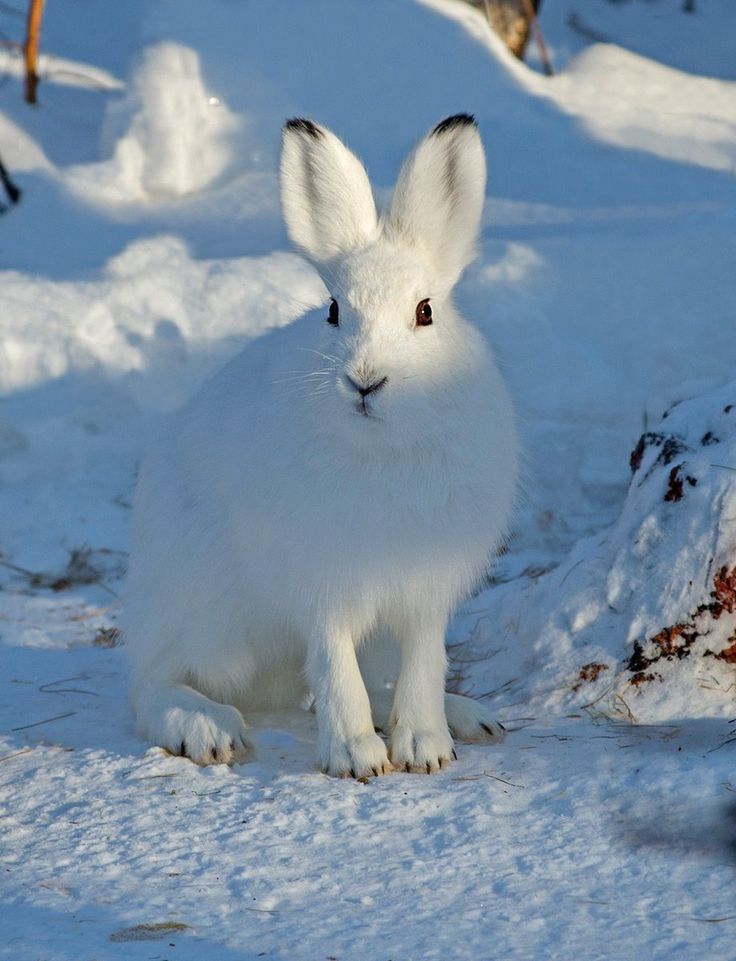 Заяц-беляк - Lepus timidus L., 1758 | Природа Эвенкии