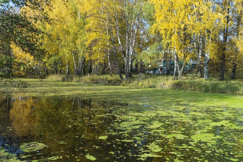 Холст «Осень в деревне. Пейзаж акварелью», купить в интернет ...