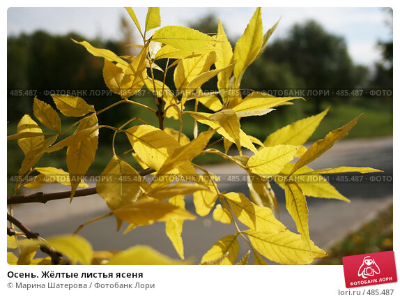 Ясень обыкновенный (Fraxinus excelsior) | Ракита. Питомник ...