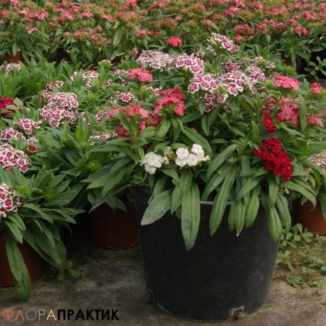 Гвоздика альпийская (Dianthus alpinus ...