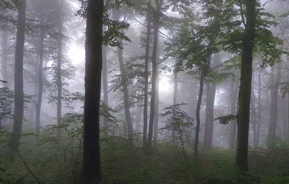 Утренний туман и горы. Туман в горах. Небо и туман, горы ...