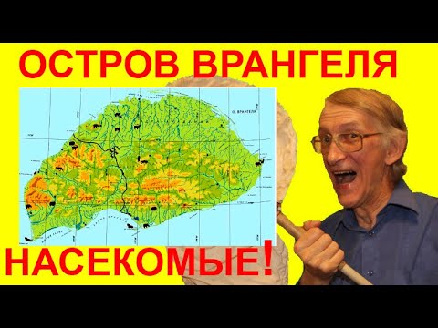 Удивительный Остров Врангеля: любимое ...