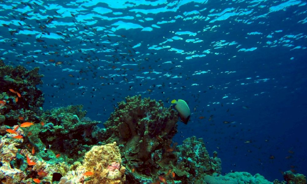 📷 Подводный мир Красного моря (Египет, Шарм эль Шейх.). Фото 40