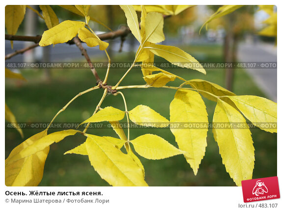 Fraxinus excelsior Nana ...