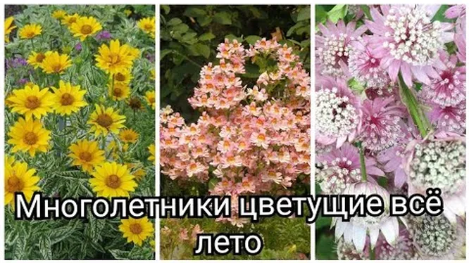 Flowers.ua