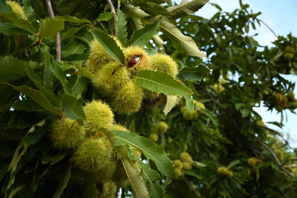 Каштан конский (Aesculus hippocastanum) - Лиственные растения ...