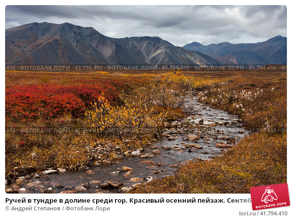 Скачать картинки Tundra de alaska en ...