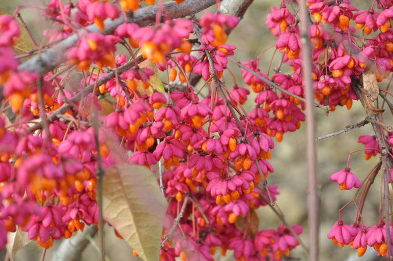 Бересклет крылатый (Euonymus alatus)