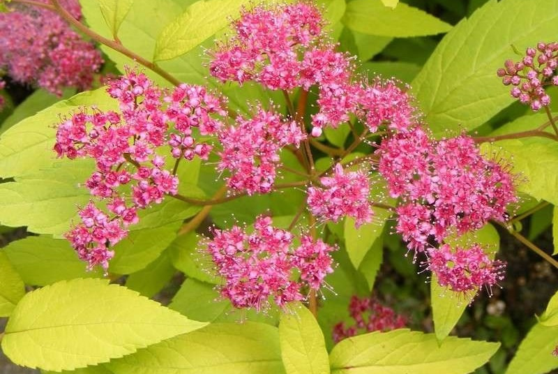 Спирея японская (Spiraea japonica `Golden Princess`) - Спирея ...