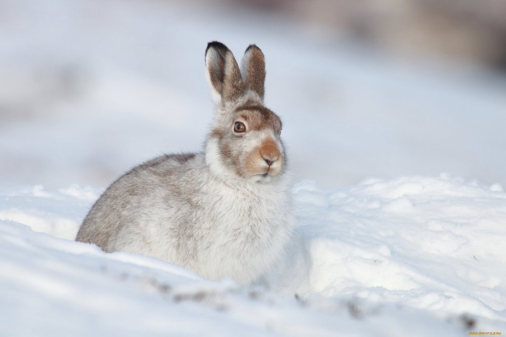 Заяц-русак (Lepus europaeus) — Зоопарк «Лимпопо» г. Нижний ...