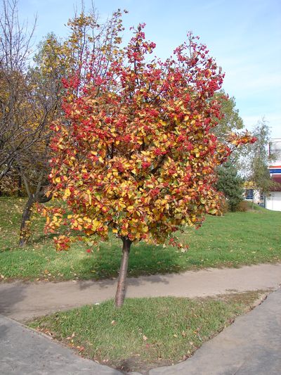 Осенние работы на даче и огороде ...