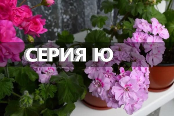 Флокс сиреневый метельчатый Сиреневый ...