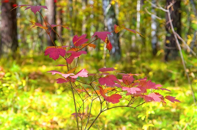 Древние папоротники в современном саду: home_and_garden ...