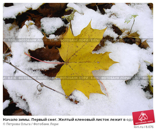 Осень В Парке Первый Снег Листья В Снегу Красные Желтые ...