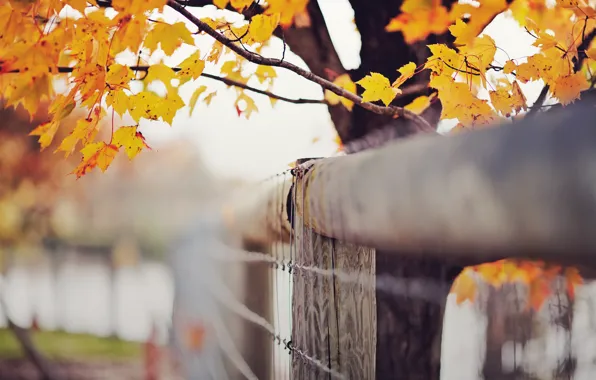 Обои осень, листья, colorful, background, autumn, leaves ...