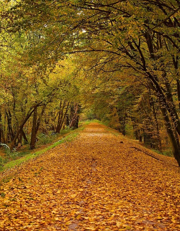 Золотая осень в парке Тойла. - Picture of Oru Park, Toila ...