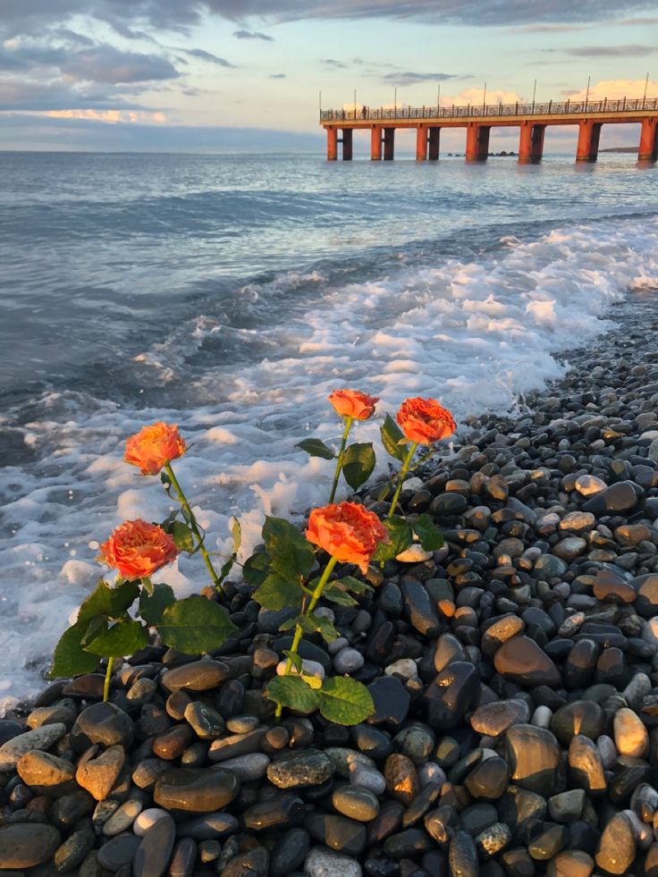 красные розы на пляже вид на море песок ...