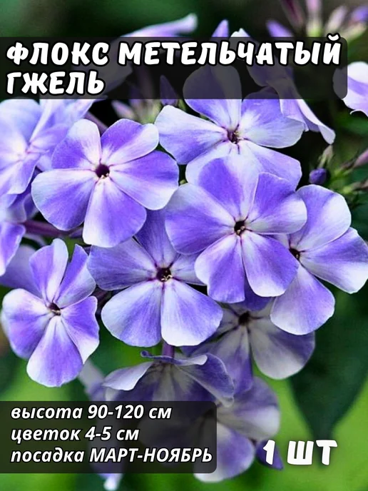 ФЛОКСЫ | Купить флоксы, флоксы метельчатые. Каталог 2024.