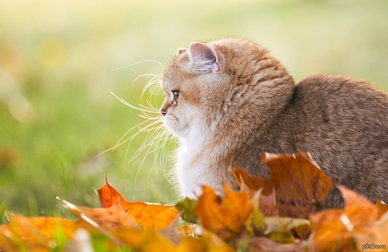 УЛИЧНЫЕ КОТЫ ОСЕНЬЮ. ТАЙНА УЛИЧНОГО КОТА ЛЕОНТИЯ РАСКРЫТА ...