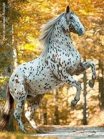 Скачать картинки Autumn horses, стоковые фото Autumn horses в ...