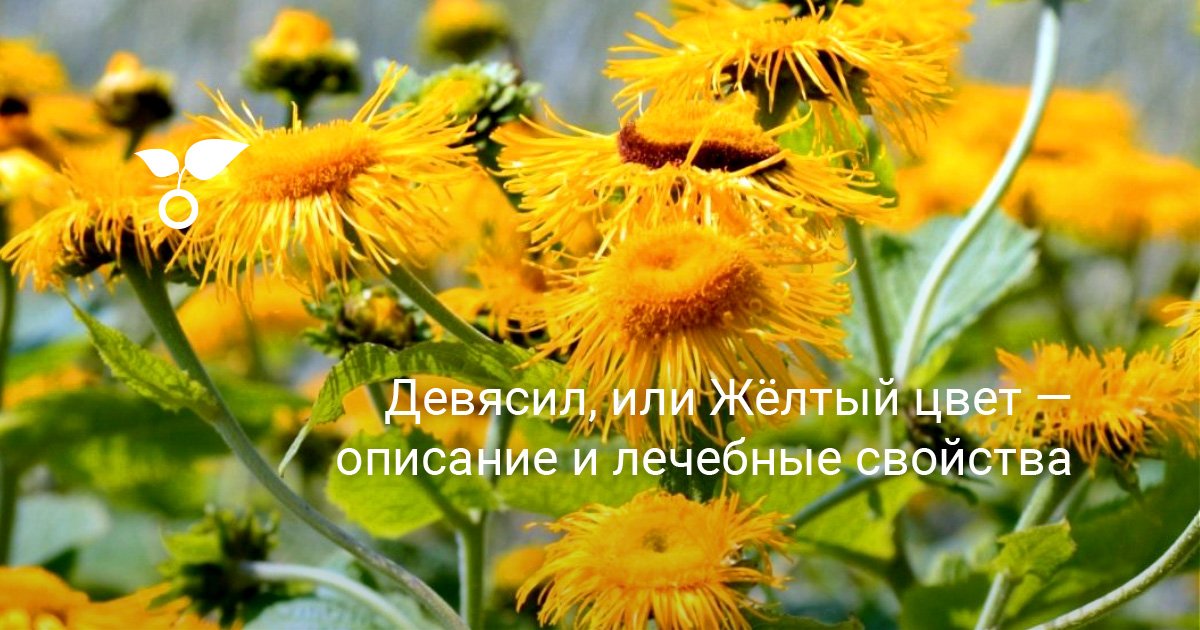 Девясил (Inula helenium) — многолетнее лекарственное растение ...