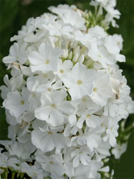 Флокс метельчатый Бабье Лето/Phlox paniculata Babje Leto Р1,5 ...