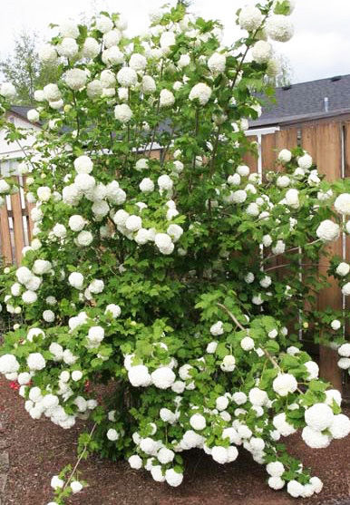 Калина Гордовина,Viburnum Iantana