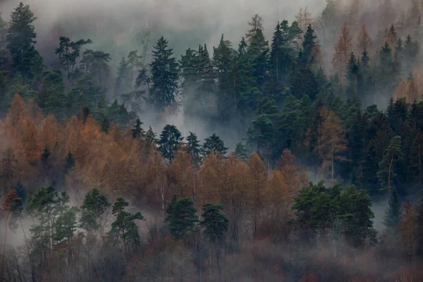 Дерево Фотообои Лес в тумане на стену: каталог, цена, фото ...