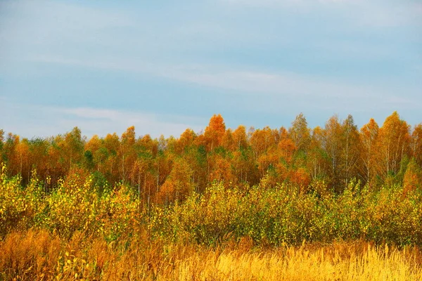 📷 Приморская тайга осенью