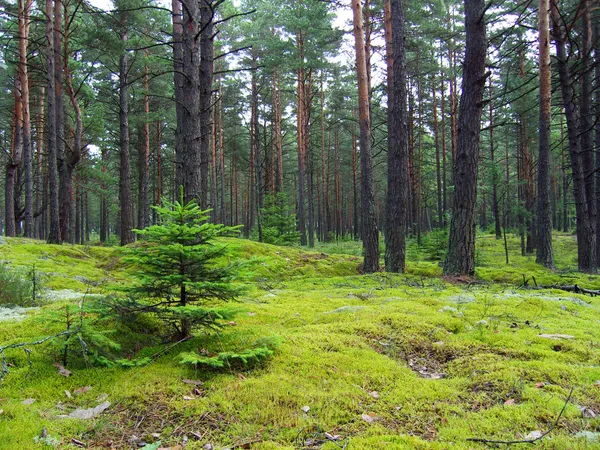 Хвойный лес под Николаевом варварски ...