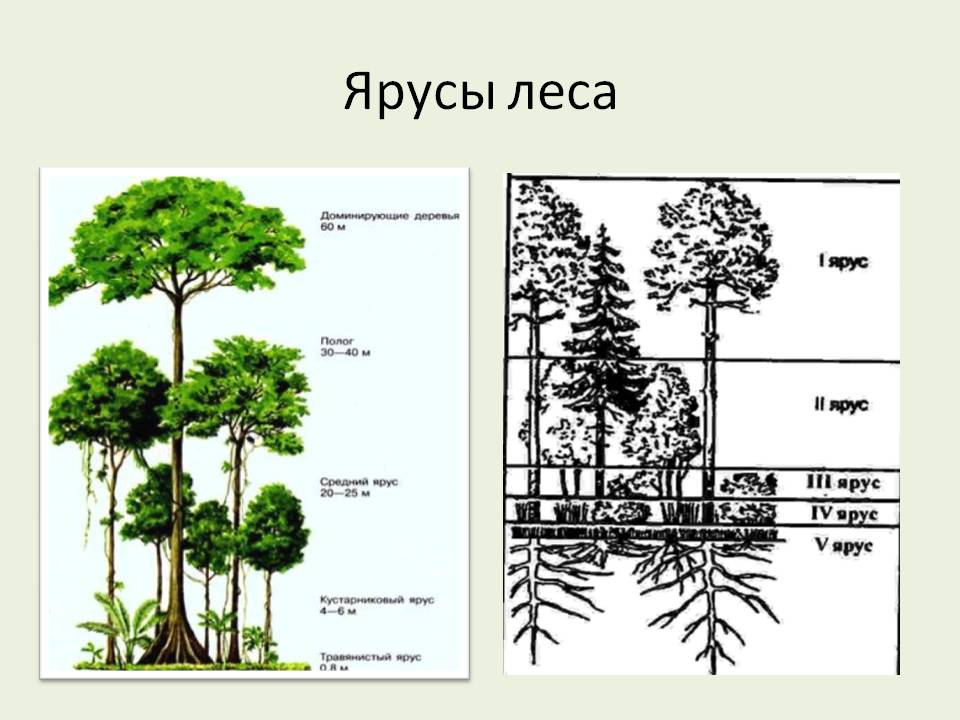 Этажи леса — Пришвин Михаил, читать рассказ детям онлайн