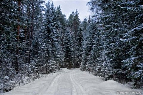 Ароматы с запахом зимнего леса ❄️🌲 | SpellSmell.ru