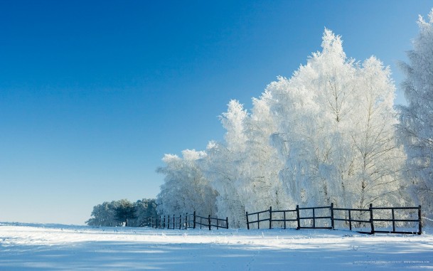 Обои «Зимний лес» (лес изгородь зима деревья) для рабочего ...