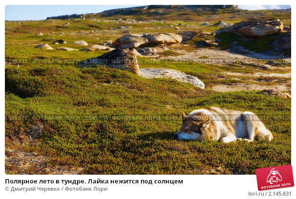 Особенности выживания в тундре – Рыбалке.нет