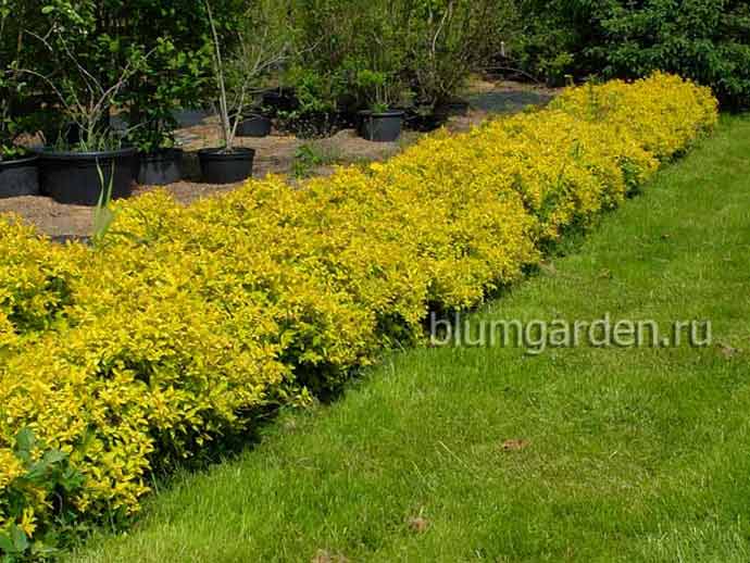 Спирея японская Голден принцесс (Spiraea japonica Golden ...