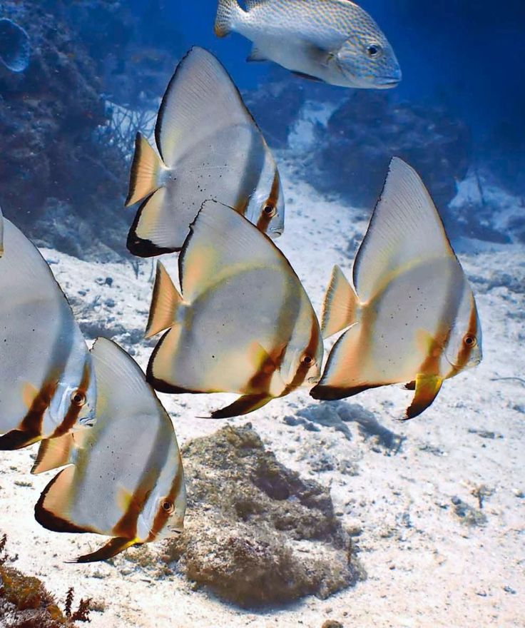 красное море Bannerfish ...