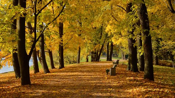 Обои города, париж, , франция, autumn, paris, eiffel, tower ...