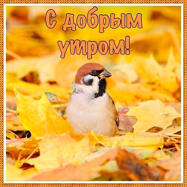 🍁 ⛅ ☕ Картинки С добрым осенним утром - скачать