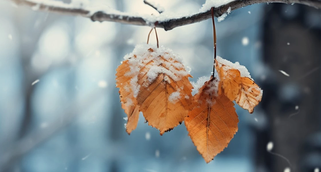 Новогодний Нижневартовск»: названы ...