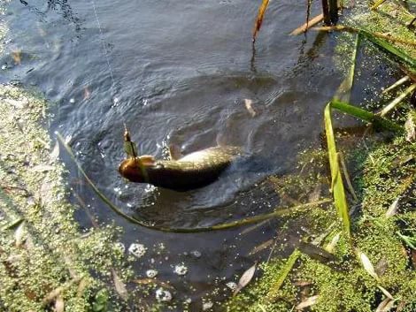 Ловля щуки осенью: премудрости рыбалки по холодной воде