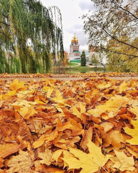 Золотая осень в Москве достигнет пика в ближайшие дни ...