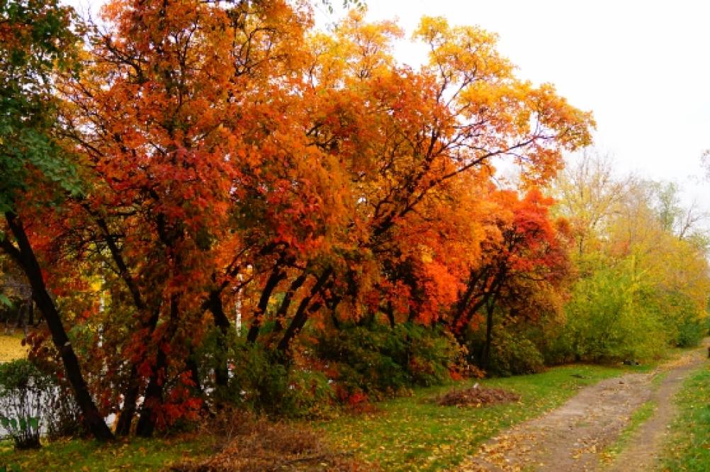 Фото: Осенний парк, парк культуры и отдыха, Ростов-на-Дону ...