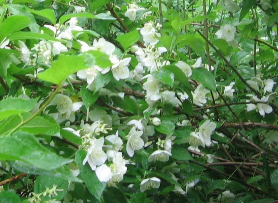 Живая изгородь из растения Чубушник венечный (Philadelphus ...