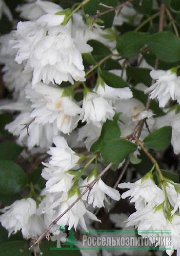 Чубушник Виргинал (Philadelphus Virginal)