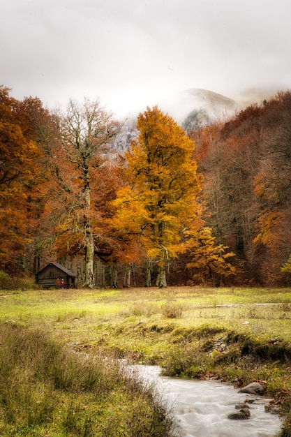 Осень, вертикальная фоторамка, осенняя природа, белка и щенок.