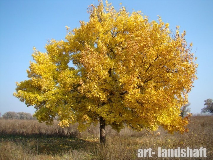 Ясень обыкновенный, Faxinus excelsior