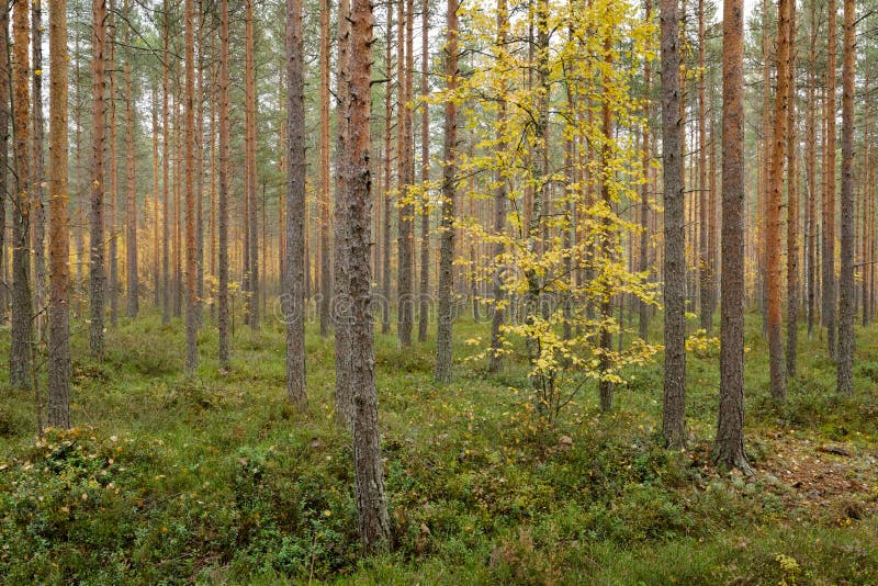 Времена Года - po-russki.nationalparks.fi