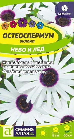 Остеоспермум обыкновенный Небо и лед 🌿 обзор: как сажать ...